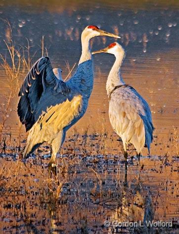 It was THIS big_73803.jpg - Sandhill Cranes (Grus canadensis) photographed in the Bosque del Apache National Wildlife Refuge near San Antonio, New Mexico USA. 